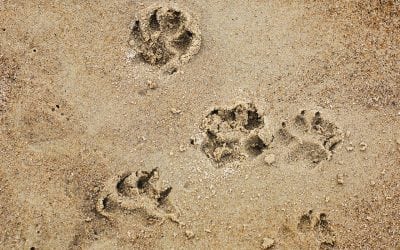 Dog Friendly Lincoln City, Oregon Coast: 4 Things You Can do With Fido